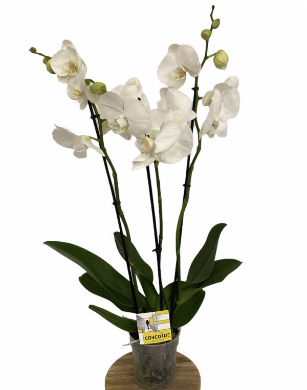 orchidee 3 tak